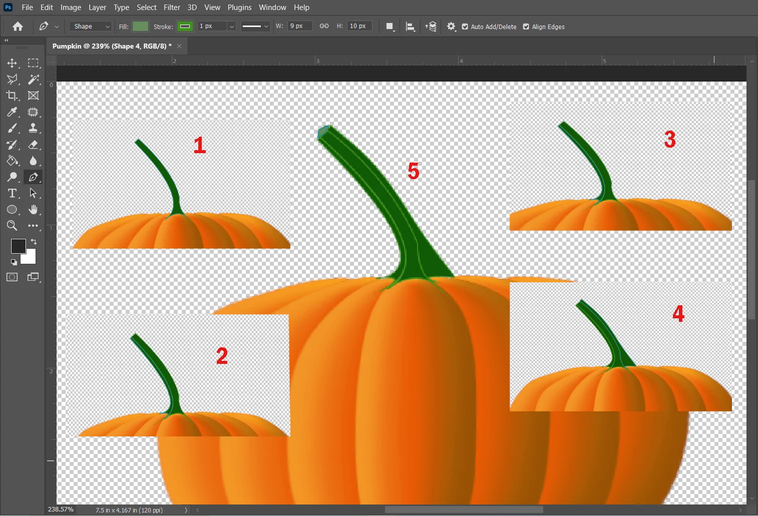 Drawing Pumpkin Stem