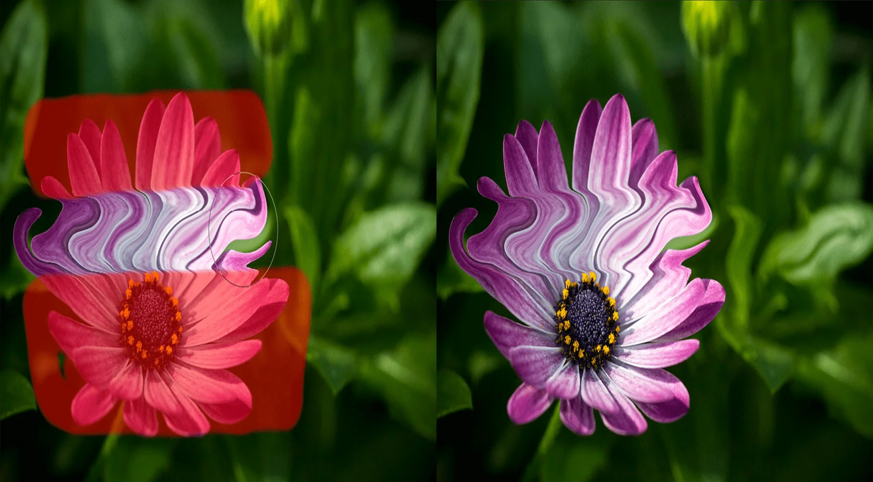 Freeze Tool Before After, Liquify Photoshop