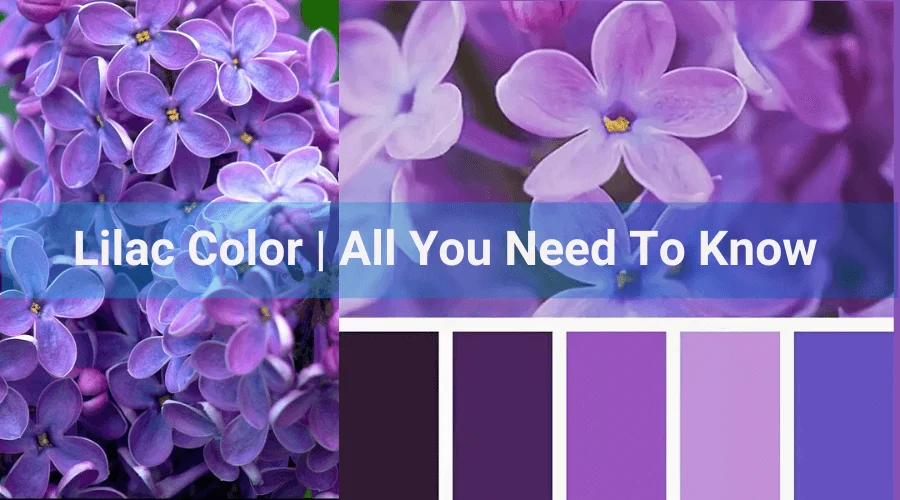 Lilac Color All You Need To Know